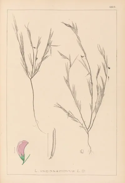 Herbier De La Flore Francaise Pl 0525