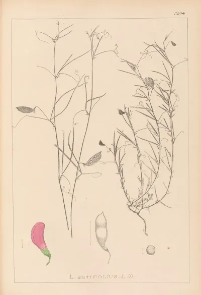 Herbier De La Flore Francaise Pl 0526