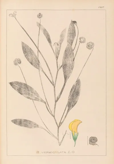 Herbier De La Flore Francaise Pl 0529