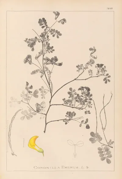 Herbier De La Flore Francaise Pl 0530