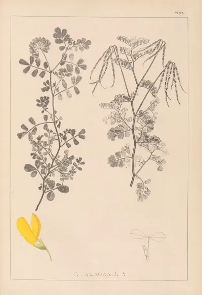 Herbier De La Flore Francaise Pl 0531