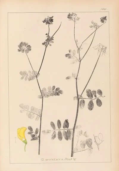 Herbier De La Flore Francaise Pl 0533
