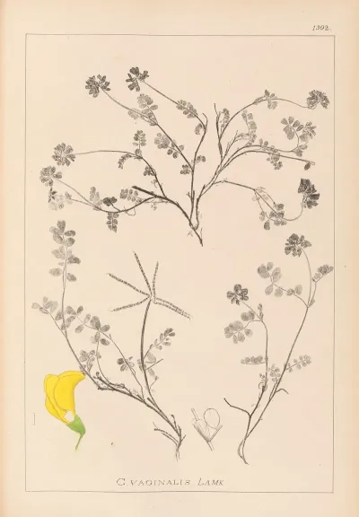 Herbier De La Flore Francaise Pl 0534