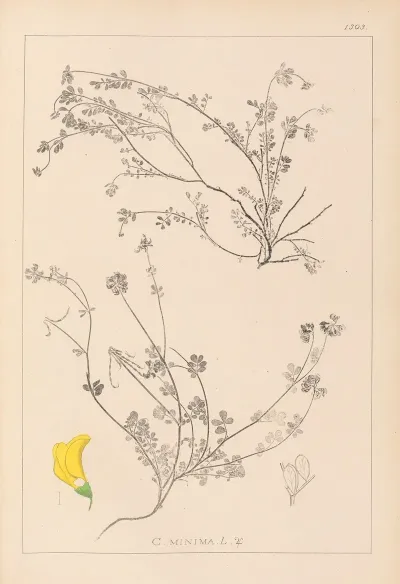 Herbier De La Flore Francaise Pl 0535