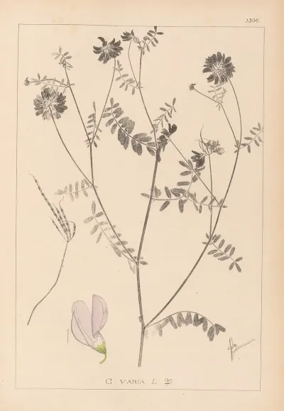 Herbier De La Flore Francaise Pl 0538