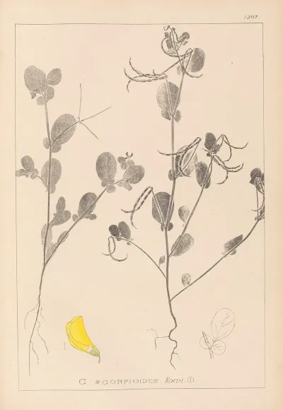 Herbier De La Flore Francaise Pl 0539