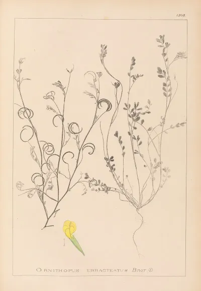 Herbier De La Flore Francaise Pl 0540