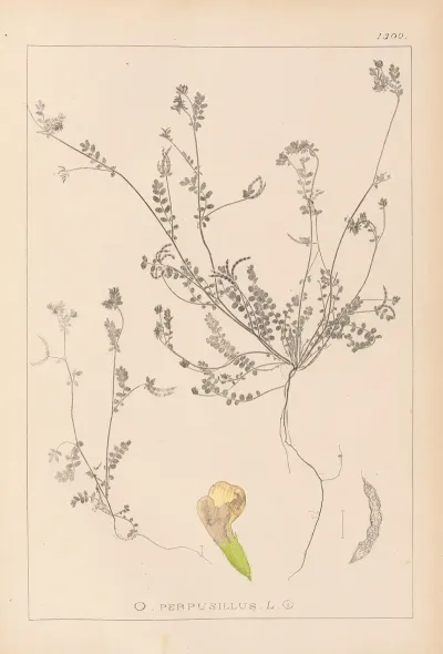 Herbier De La Flore Francaise Pl 0541