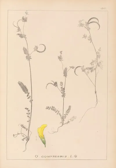 Herbier De La Flore Francaise Pl 0543