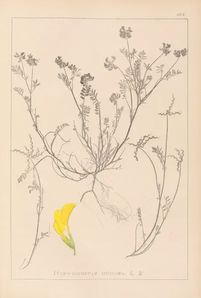 Herbier De La Flore Francaise Pl 0544
