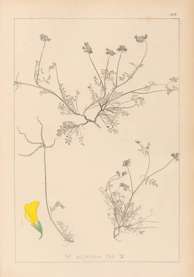 Herbier De La Flore Francaise Pl 0545