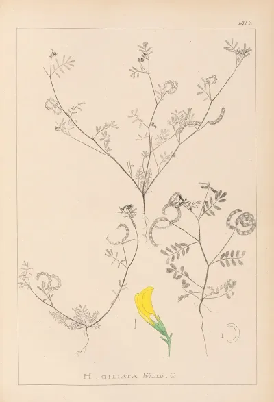 Herbier De La Flore Francaise Pl 0546