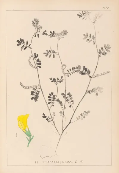 Herbier De La Flore Francaise Pl 0547