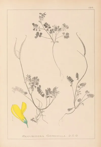 Herbier De La Flore Francaise Pl 0548