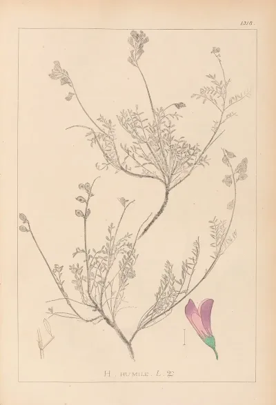 Herbier De La Flore Francaise Pl 0550