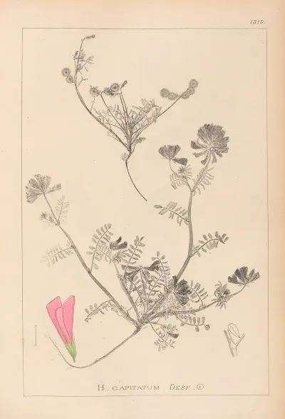 Herbier De La Flore Francaise Pl 0551