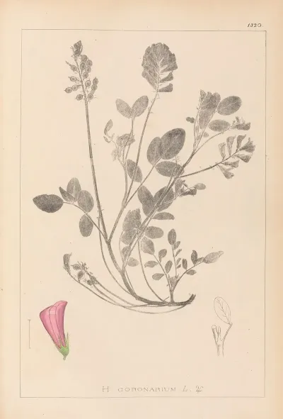 Herbier De La Flore Francaise Pl 0552