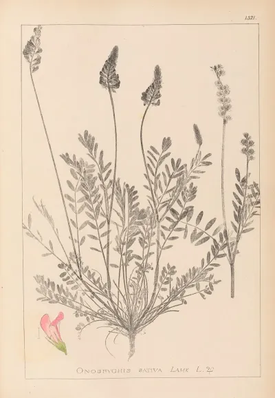 Herbier De La Flore Francaise Pl 0553