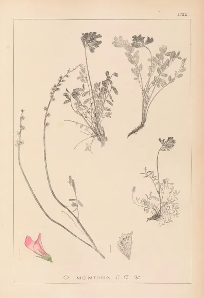Herbier De La Flore Francaise Pl 0554