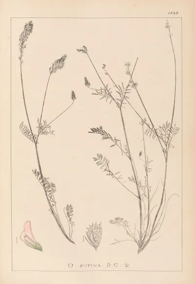 Herbier De La Flore Francaise Pl 0555