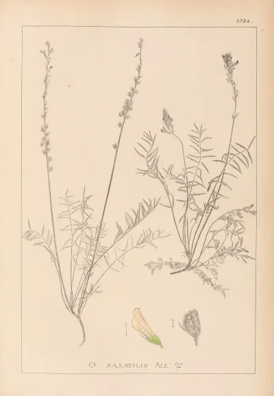 Herbier De La Flore Francaise Pl 0556
