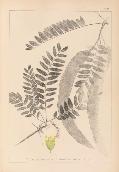 Herbier De La Flore Francaise Pl 0560