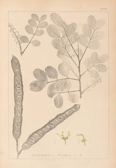 Herbier De La Flore Francaise Pl 0561