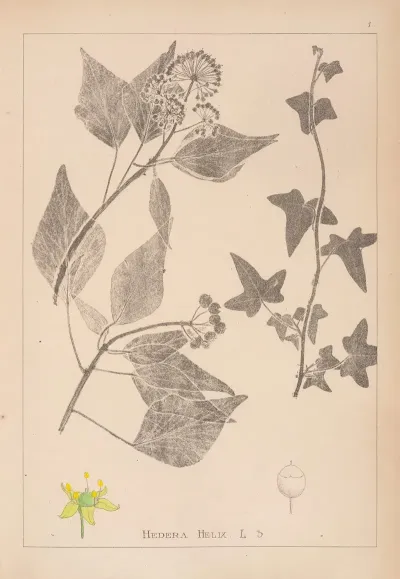 Herbier De La Flore Francaise Pl 0562