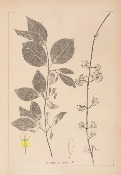 Herbier De La Flore Francaise Pl 0563