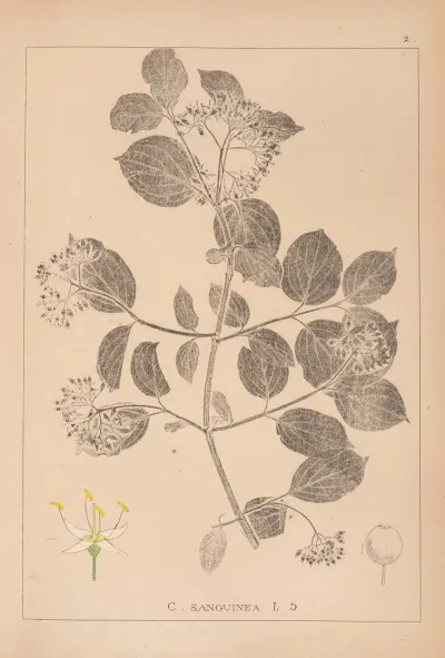 Herbier De La Flore Francaise Pl 0564