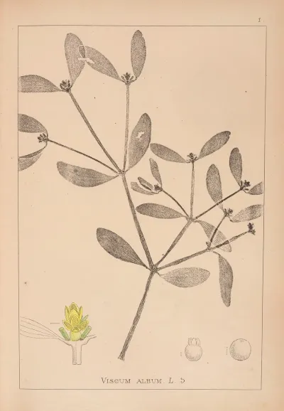 Herbier De La Flore Francaise Pl 0565