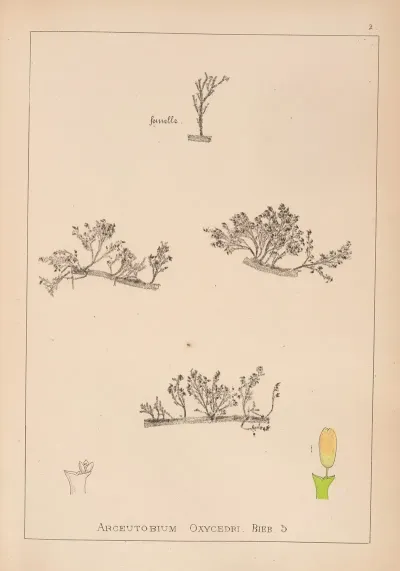 Herbier De La Flore Francaise Pl 0566