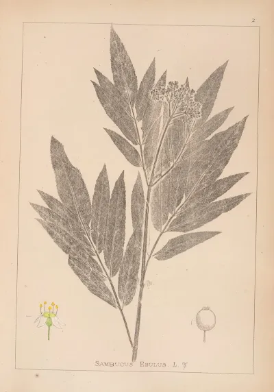 Herbier De La Flore Francaise Pl 0568