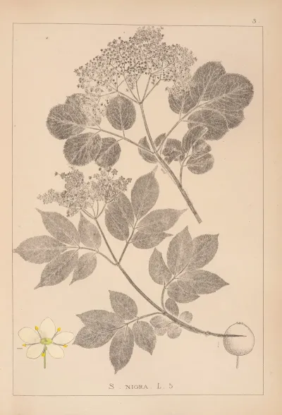 Herbier De La Flore Francaise Pl 0569
