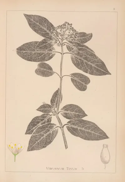 Herbier De La Flore Francaise Pl 0571