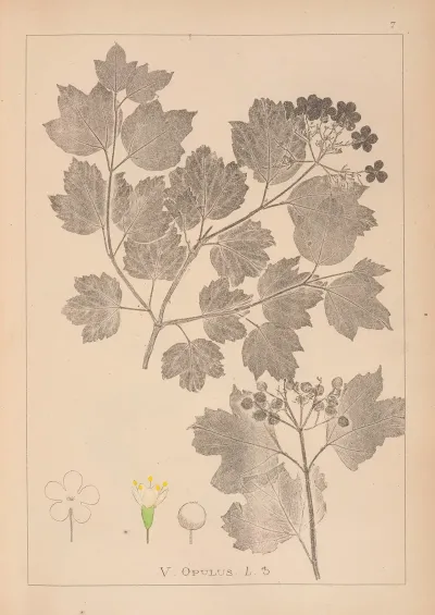 Herbier De La Flore Francaise Pl 0573