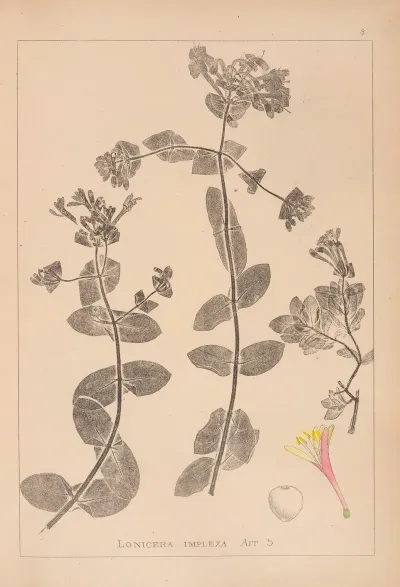 Herbier De La Flore Francaise Pl 0574