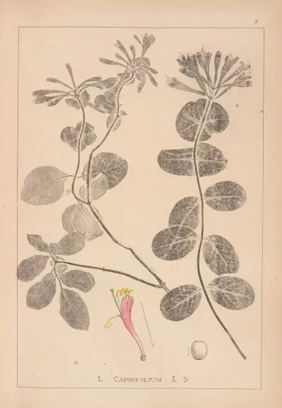 Herbier De La Flore Francaise Pl 0575