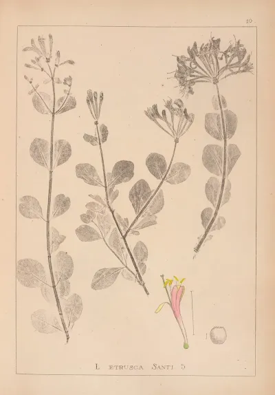 Herbier De La Flore Francaise Pl 0576