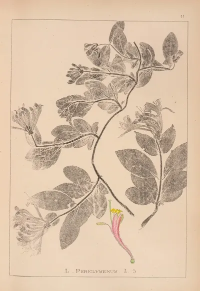 Herbier De La Flore Francaise Pl 0577