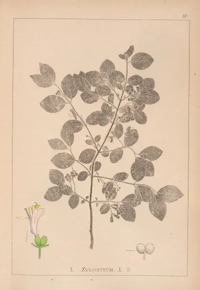 Herbier De La Flore Francaise Pl 0578