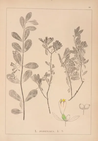 Herbier De La Flore Francaise Pl 0580