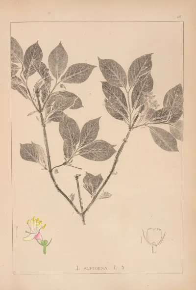 Herbier De La Flore Francaise Pl 0581