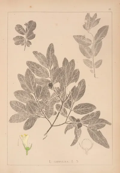 Herbier De La Flore Francaise Pl 0582