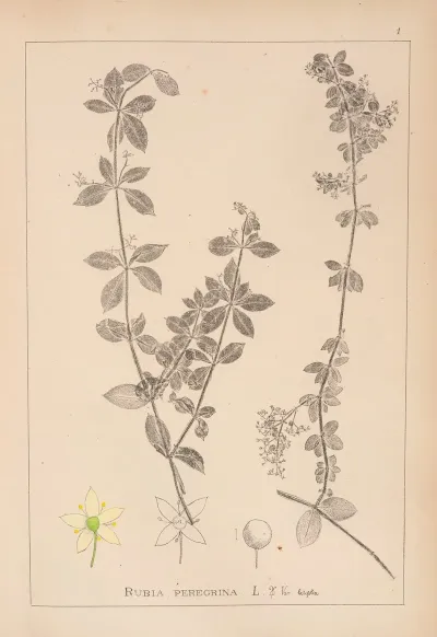 Herbier De La Flore Francaise Pl 0583