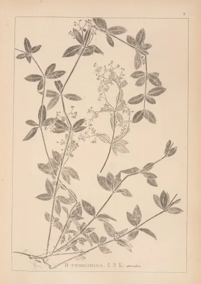Herbier De La Flore Francaise Pl 0584