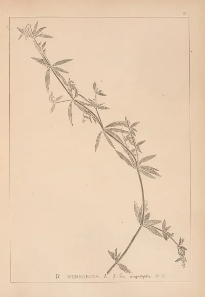 Herbier De La Flore Francaise Pl 0585