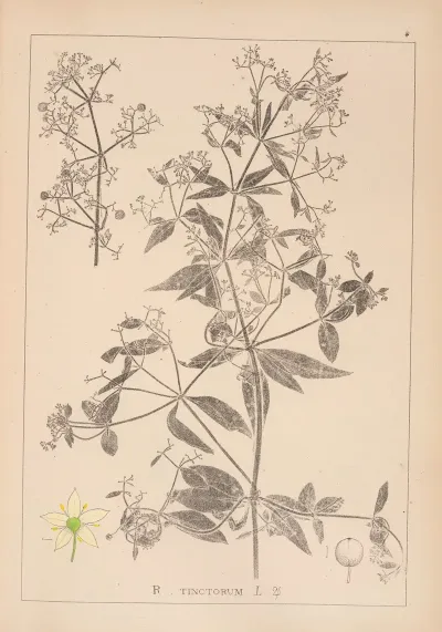 Herbier De La Flore Francaise Pl 0586