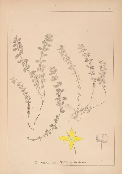 Herbier De La Flore Francaise Pl 0588