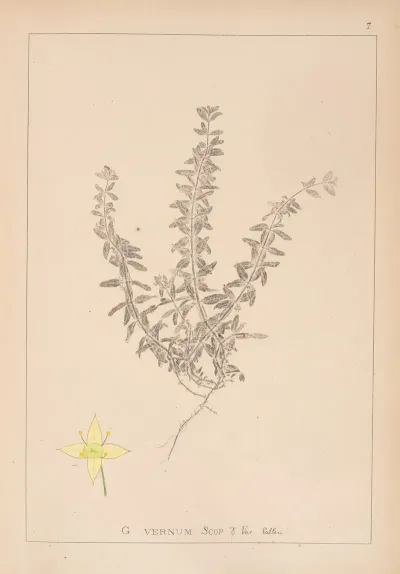 Herbier De La Flore Francaise Pl 0589